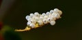 Stink bug eggs on a leaf, close up