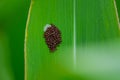 Stink bug eggs with tree bug, Pentatomidae larvae bugs on the leaf of a corn plant outside in the field with young fresh corn Royalty Free Stock Photo