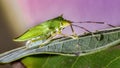 Stink bug Royalty Free Stock Photo
