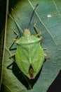 Stink bug Royalty Free Stock Photo