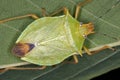 Stink bug Royalty Free Stock Photo