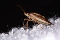 Stink Bug Royalty Free Stock Photo