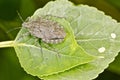 Stink bug on a green leaf