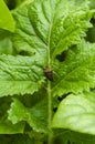 Stink Bug On Green Leaf