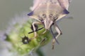 Stink bug Royalty Free Stock Photo