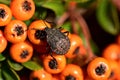 Stink bug (Halyomrpha halys) on Pyracantha coccinea berries.