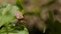 A stink bug on leaf