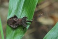 Stink bug on the leaf.