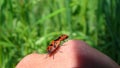 Stink bug, mating insects. firebug. red and black striped stink bug