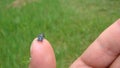 Stink bug. mating insects on the hand. blue stink bug. wildlife