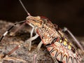 Stink Bug nymph