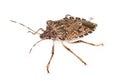 Stink bug isolated over white