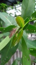 a stink bug perched on a guava leaf