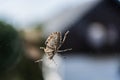 Bug on the glass pane