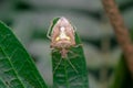 Stink bug on the plant leaf. Details of its backside patterns. Used selective focus Royalty Free Stock Photo