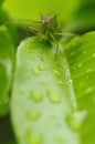 Stink bug, plant pest, agriculture, insect, nature, vertical