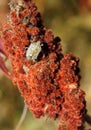 Stink bug on red drupes of sumac