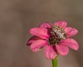 Stink bug and red flower Royalty Free Stock Photo