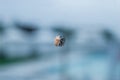 stink bug sits on a blue glass