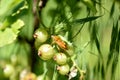 The stink bug sits on the fruits of the currant.