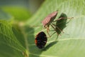 Stink bug take the ladybug