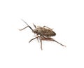 Stink bug Royalty Free Stock Photo