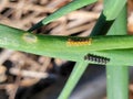 Stink bug (Hemiptera) eggs on onion leaves Royalty Free Stock Photo