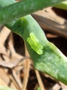 Stink bug (Hemiptera) eggs on onion leaves Royalty Free Stock Photo