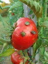 Stink bugs eating tomato fruit