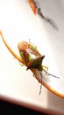 Stink bugs Palomena prasina. The insect crawls on a white surface with a brown stripe.