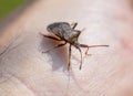 Stink Bugs (Pentatomidae) on a hand 01 Royalty Free Stock Photo