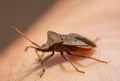 Stink Bugs (Pentatomidae) on a hand Royalty Free Stock Photo