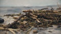 Stink dead fish decaying on polluted seashore, toxic waste harming nature