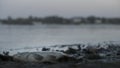 Stink dead fish lying on river bank, toxic waste harming nature, water poisoning