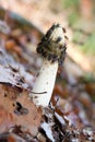 Stink-horn with flys Royalty Free Stock Photo
