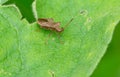 stink pentatomidae heteroptera on leaf Royalty Free Stock Photo