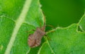 stink pentatomidae heteroptera on leaf Royalty Free Stock Photo