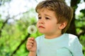 Stink. Polinoz Child sniffing dandelion. Kid in nature. Garden. Flowers. May. Royalty Free Stock Photo