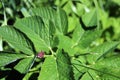 Stink or shield bug Italian striped bug, also known as minstrel on a ground elder plant leaf in a meadow. Royalty Free Stock Photo