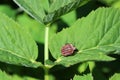 Stink or shield bug Italian striped bug, also known as minstrel on a ground elder plant leaf in a meadow. Royalty Free Stock Photo