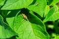 Stinkberry bug Latin: Dolycoris baccarum on a green leaf of the Potato Latin: Solanum tuberosum, closeup. Soft selective focus