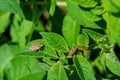 Stinkberry bugs Latin: Dolycoris baccarum on a green leaves of the Potato Latin: Solanum tuberosum. Selective soft focus