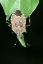 Stinkbug