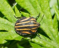 Stinkbug Royalty Free Stock Photo