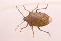 Stinkbug