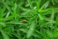 A stinkbug beetle bug sits on grass leaves Royalty Free Stock Photo