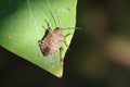 Stinkbug