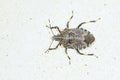 Stinkbug Royalty Free Stock Photo