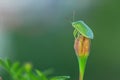 Stinkbug on a nature Royalty Free Stock Photo