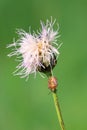 Stinkbug and flower Royalty Free Stock Photo